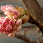 Viburnum Carlesii - Koreanischer Duftschneeball (2)