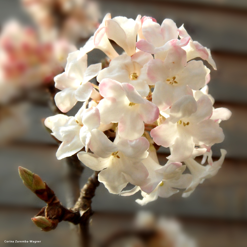 Viburnum Carlesii - Koreanischer Duftschneeball