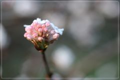 Viburnum farreri