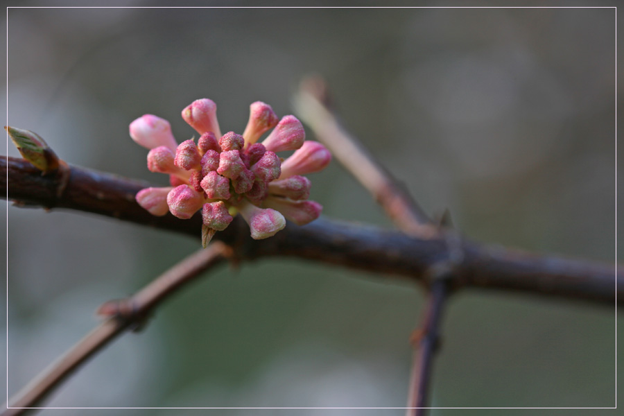 Viburnum farreri II