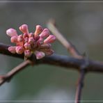 Viburnum farreri II