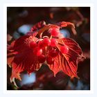 Viburnum, Gewöhnlicher Schneeball