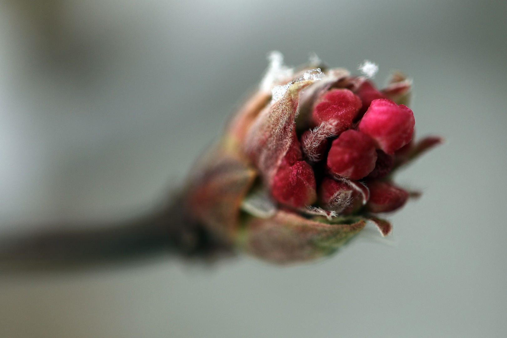 Viburnum grandiflorum - ein rosa Schneeball erwacht