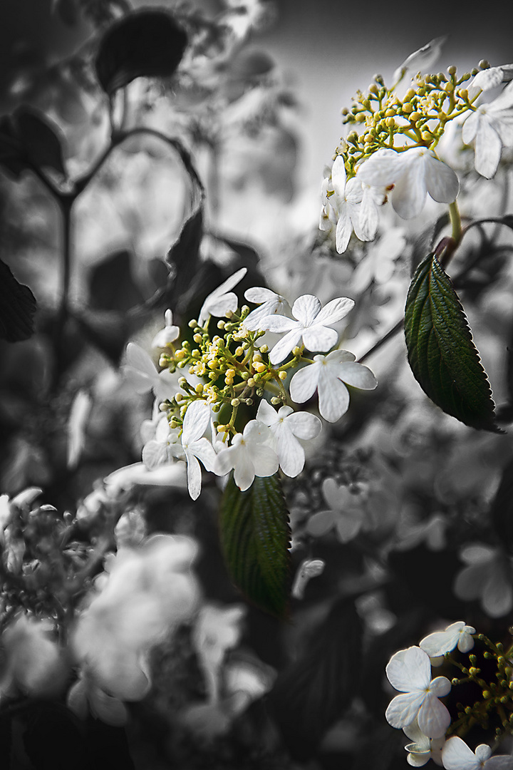 Viburnum Japanischer Schneeball