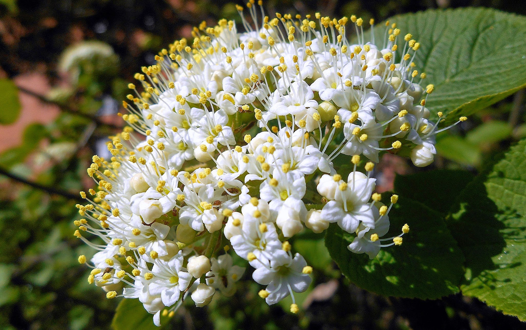 Viburnum Lantana