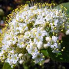 Viburnum Lantana