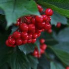 Viburnum opulus