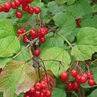 Viburnum opulus - einheimischer Wasserschneeball