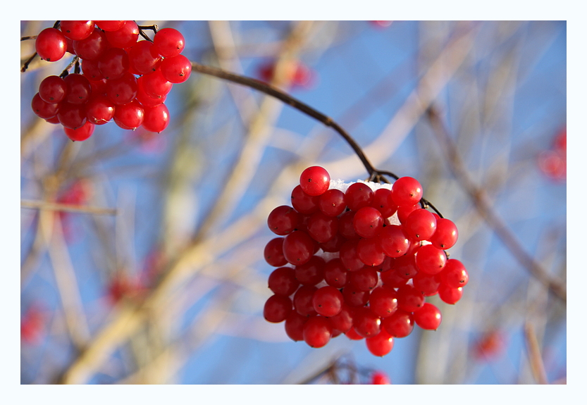 viburnum opulus