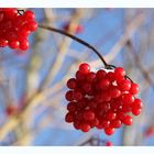 viburnum opulus