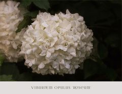 Viburnum opulus ~ Gemeiner Schneeball....