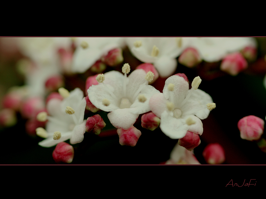 Viburnum tinus