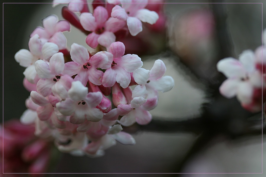 Viburnum x bodnantense