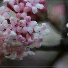 Viburnum x bodnantense