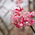 Viburnum x bodnantense Dawn ( Duftschneeball)