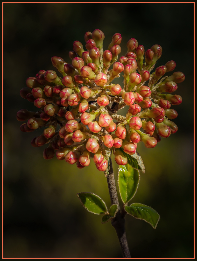 ****Viburnum x burkwoodii****