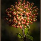 ****Viburnum x burkwoodii****