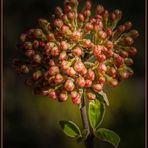 ****Viburnum x burkwoodii****