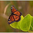 Viceroy, Limenitis archippus ....