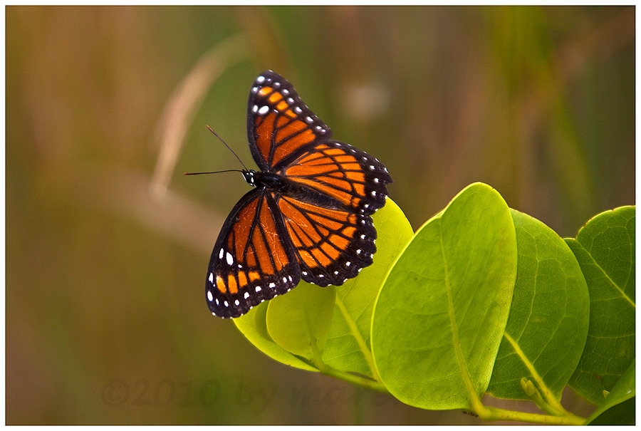 Viceroy, Limenitis archippus ....