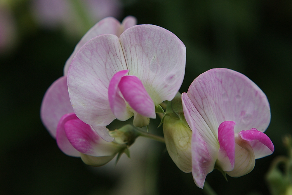 Vicia -Schmetterlingsblütler