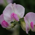 Vicia -Schmetterlingsblütler