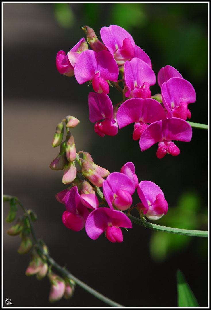 Vicia sepium