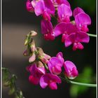 Vicia sepium