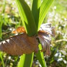 Victoire du Printemps !