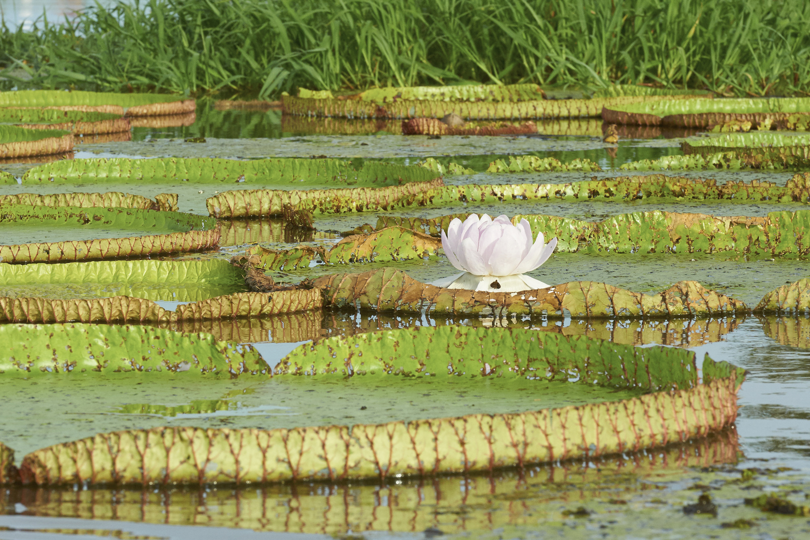 Victoria Amazonica