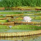 Victoria Amazonica