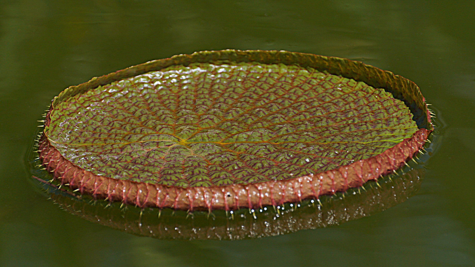 Victoria Amazonica