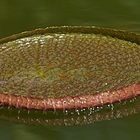 Victoria Amazonica