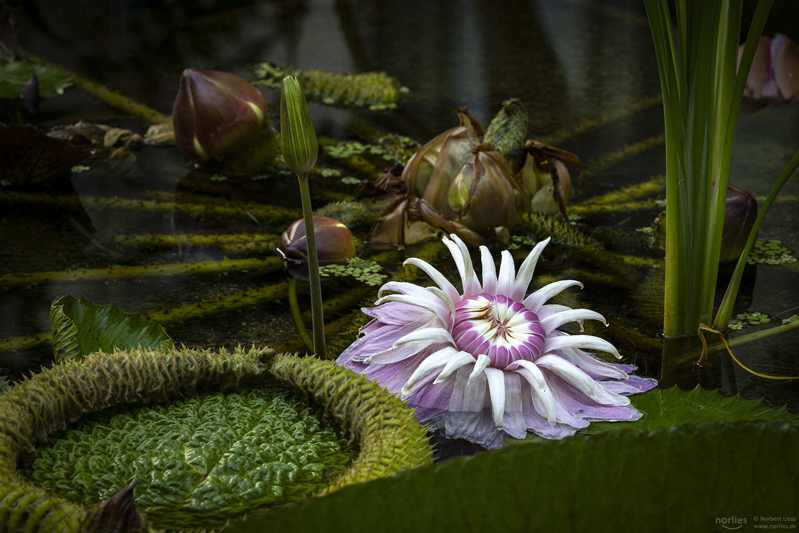 victoria amazonica erblüht