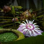 victoria amazonica erblüht