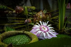 victoria amazonica erblüht