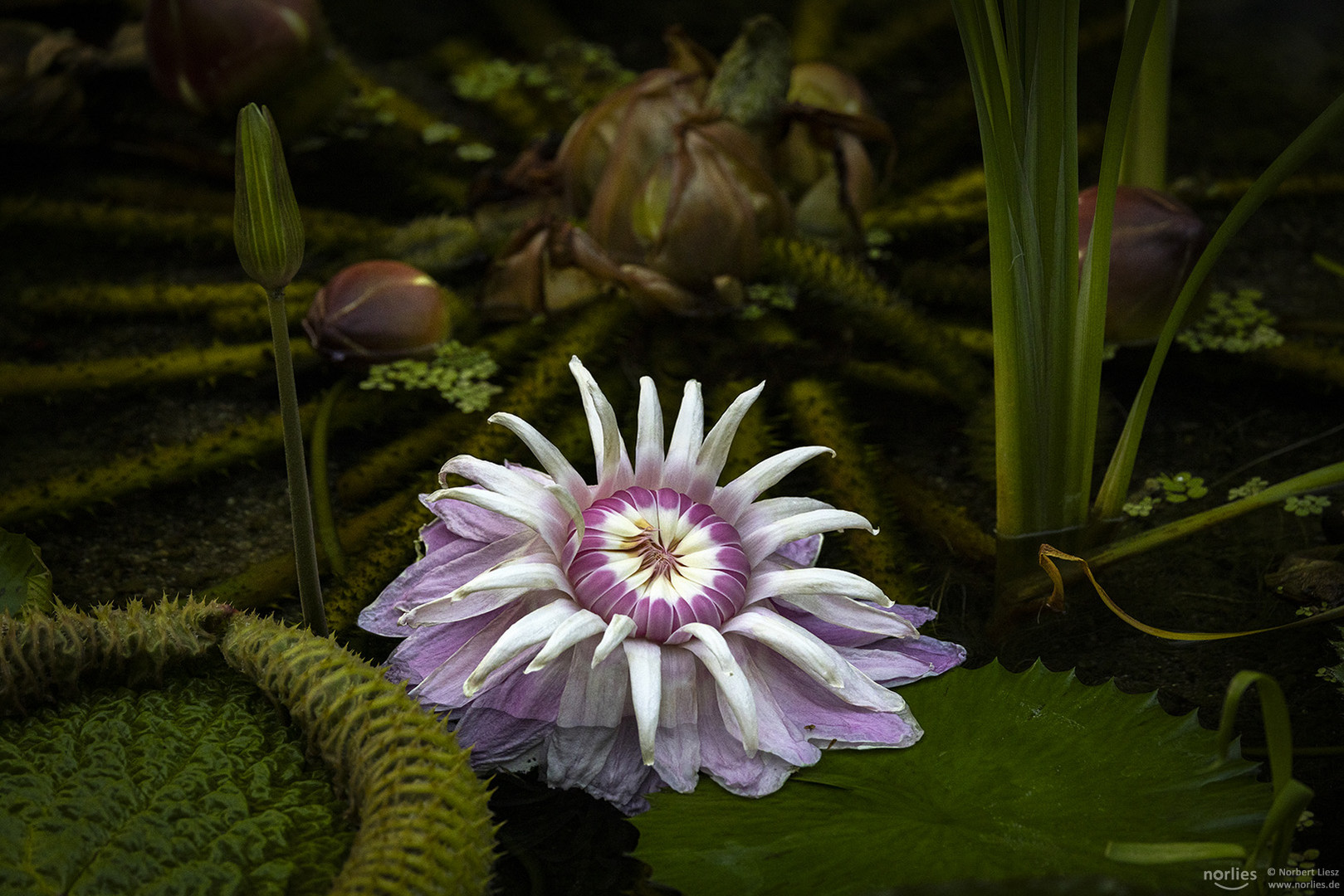 victoria amazonica