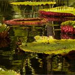 Victoria amazonica I