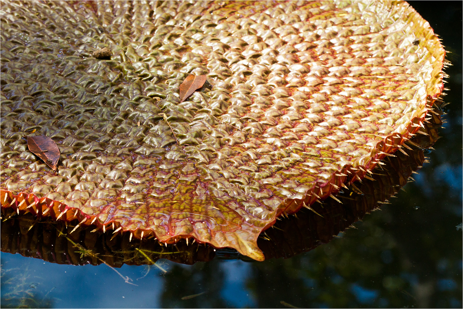 Victoria amazonica II