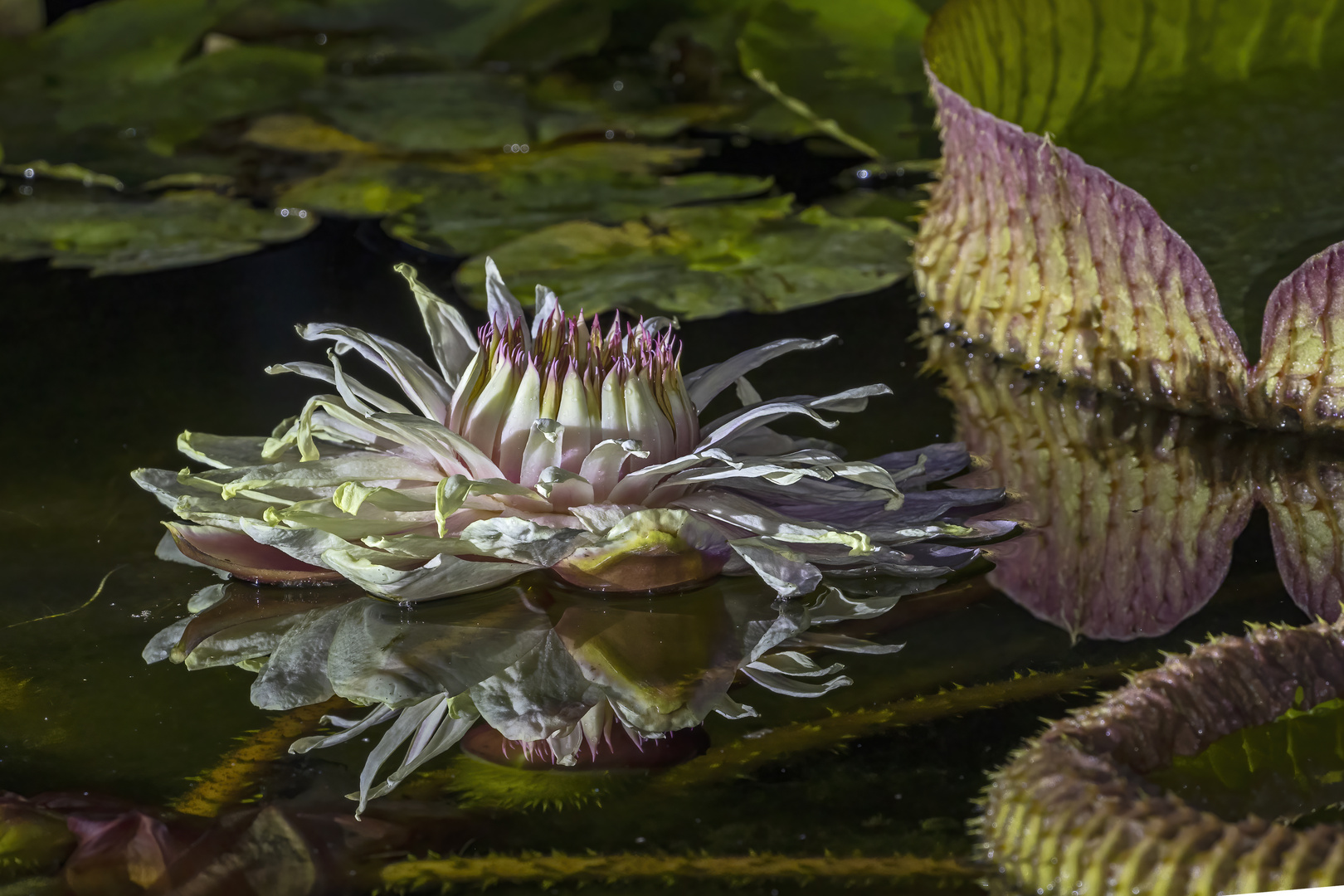 Victoria Amazonica im Palmengarten Frankfurt