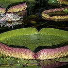 Victoria Amazonica im Palmengarten Frankfurt am Main (2)