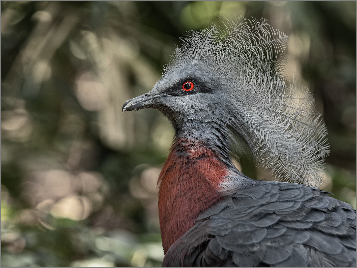 Victoria-Crowned-Pigeon 