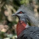 Victoria-Crowned-Pigeon 