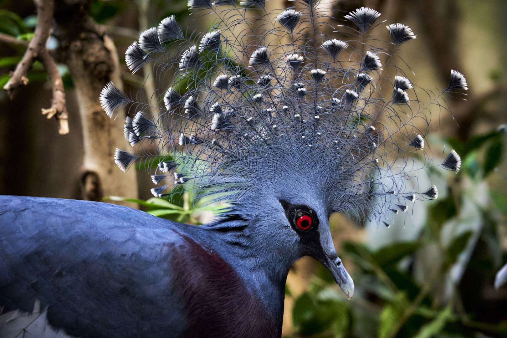 Victoria crowned pigeon