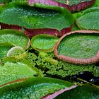 Victoria regia