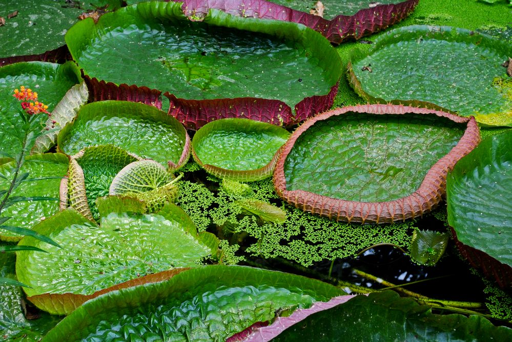 Victoria regia