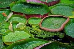 Victoria regia