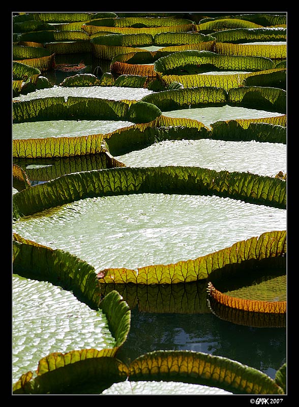 Victoria Regia