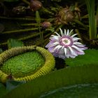 victoria regia