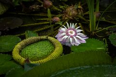 victoria regia